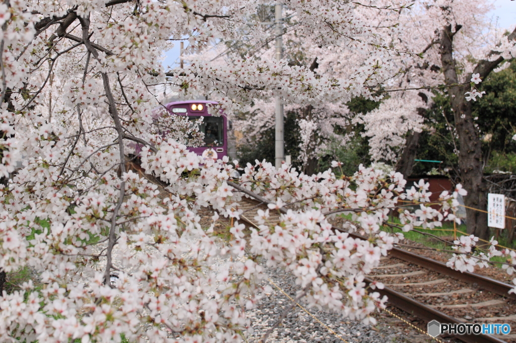 嵐電・桜に包まれて