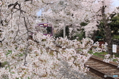 嵐電・桜に包まれて