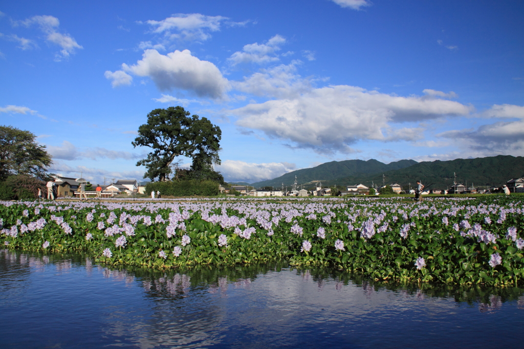 晩夏の兆し