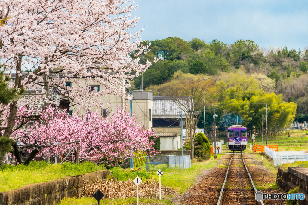 桜列車は行く