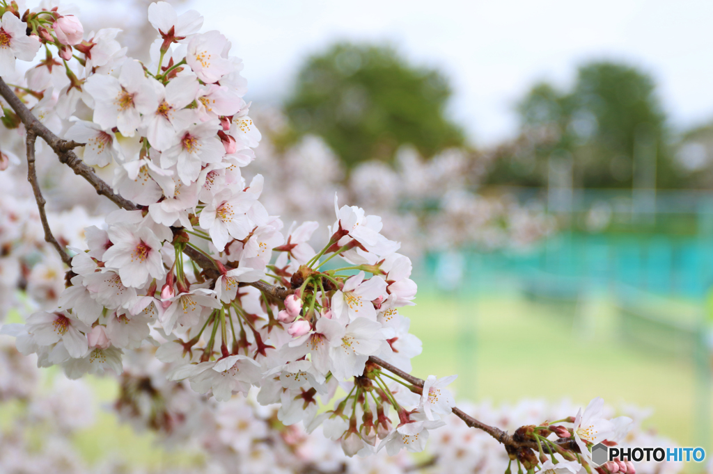 テニスコートと桜