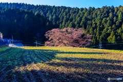 諸木野の蕾桜