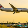 夕刻のジャルはちⅡ