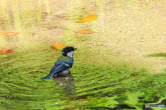 水浴び雀・第二章
