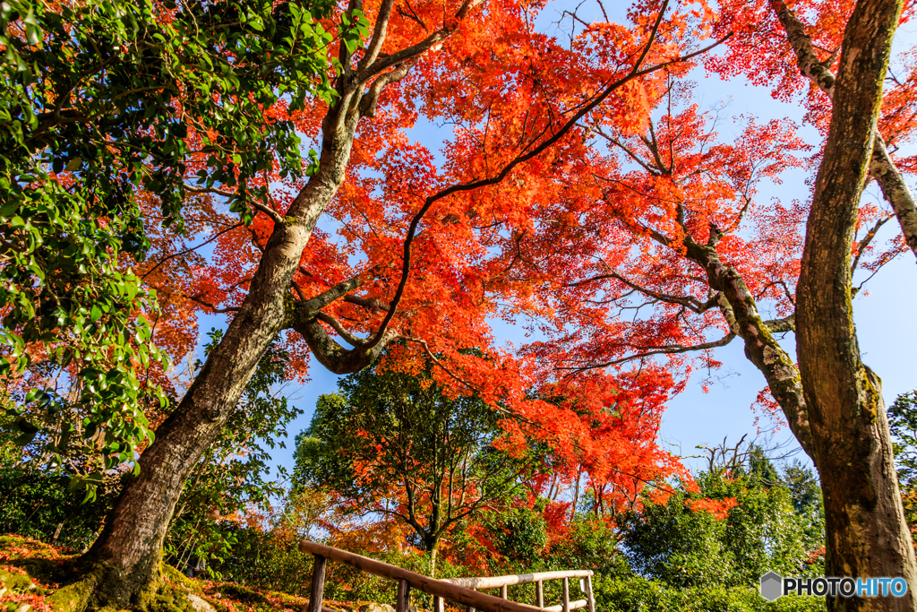 霊鑑寺の紅葉