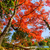霊鑑寺の紅葉
