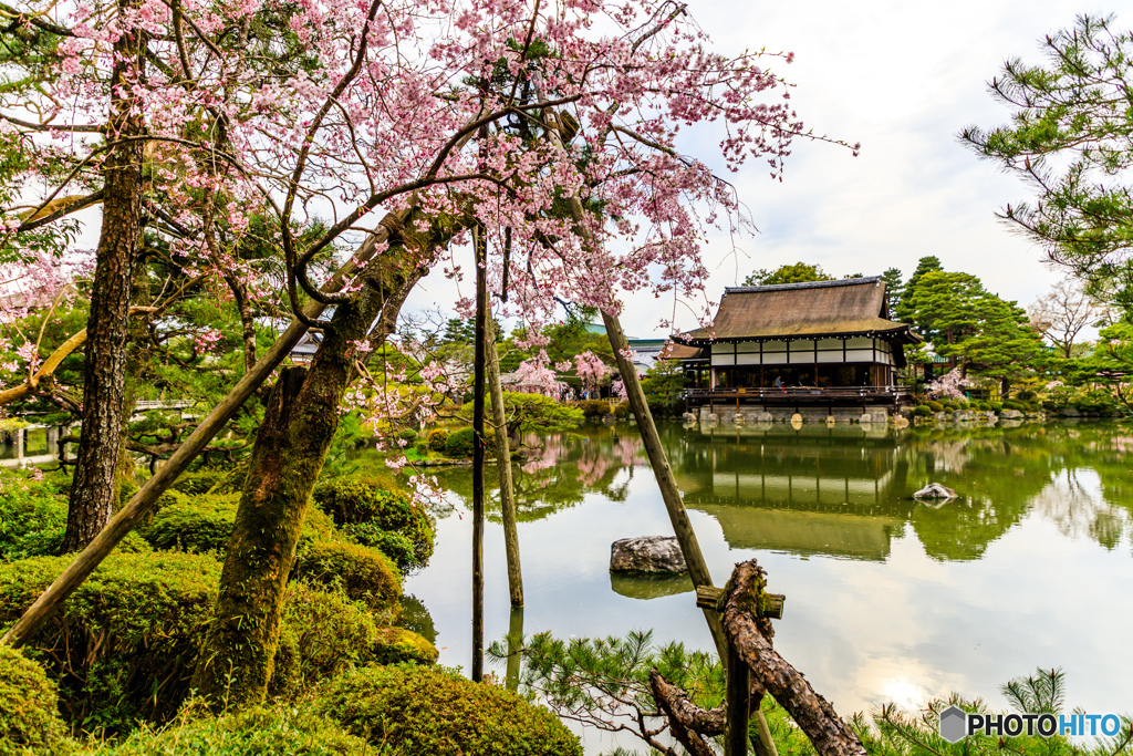 神苑の栖鳳池（４）