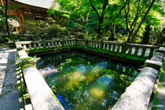 本堂前の池