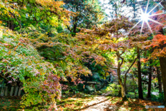 光射す境内