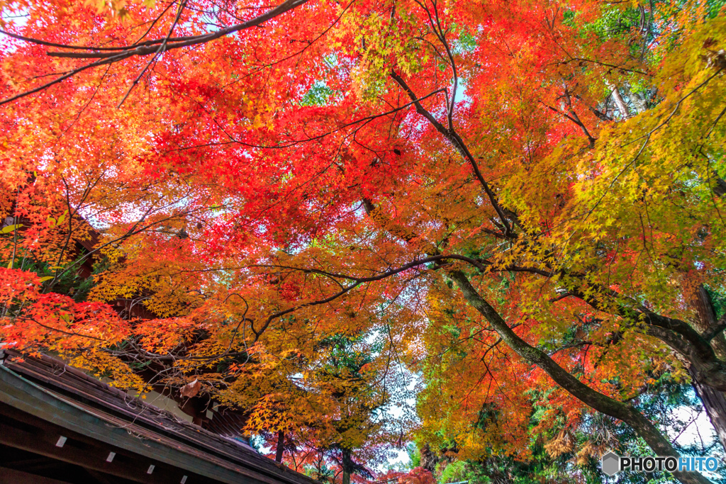 上御霊神社の紅葉