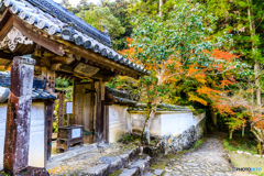 玄賓庵の紅葉Ⅱ