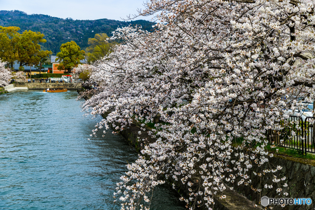 岡崎疎水の桜