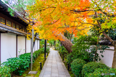退蔵院の紅葉