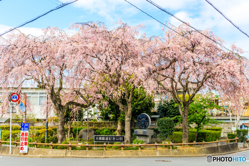 大佛鐵道記念公園の桜