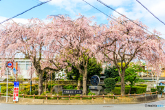 大佛鐵道記念公園の桜