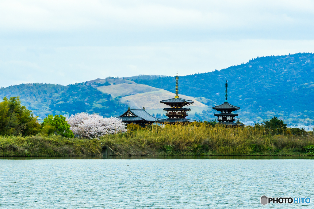 薬師寺と桜たちⅣ