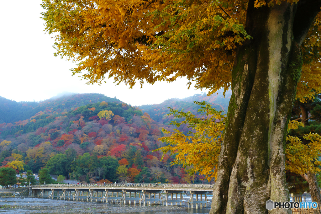 晩秋の嵐山