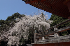 桜花の醍醐寺