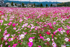 秋桜フェスティバル