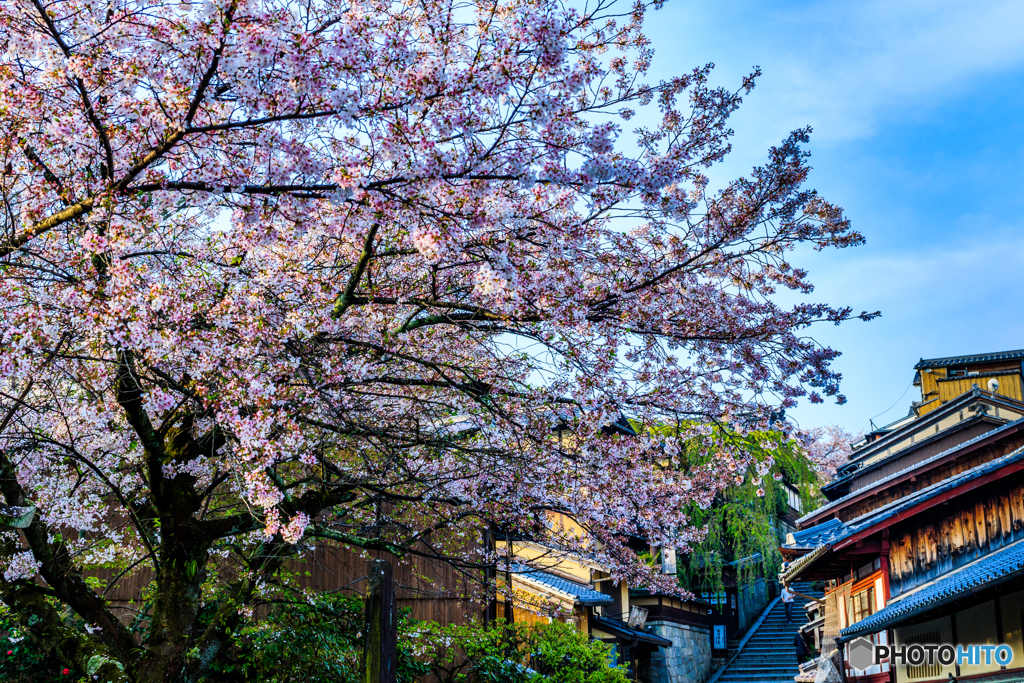 産寧坂の桜