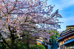 産寧坂の桜