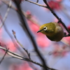うめじろ２