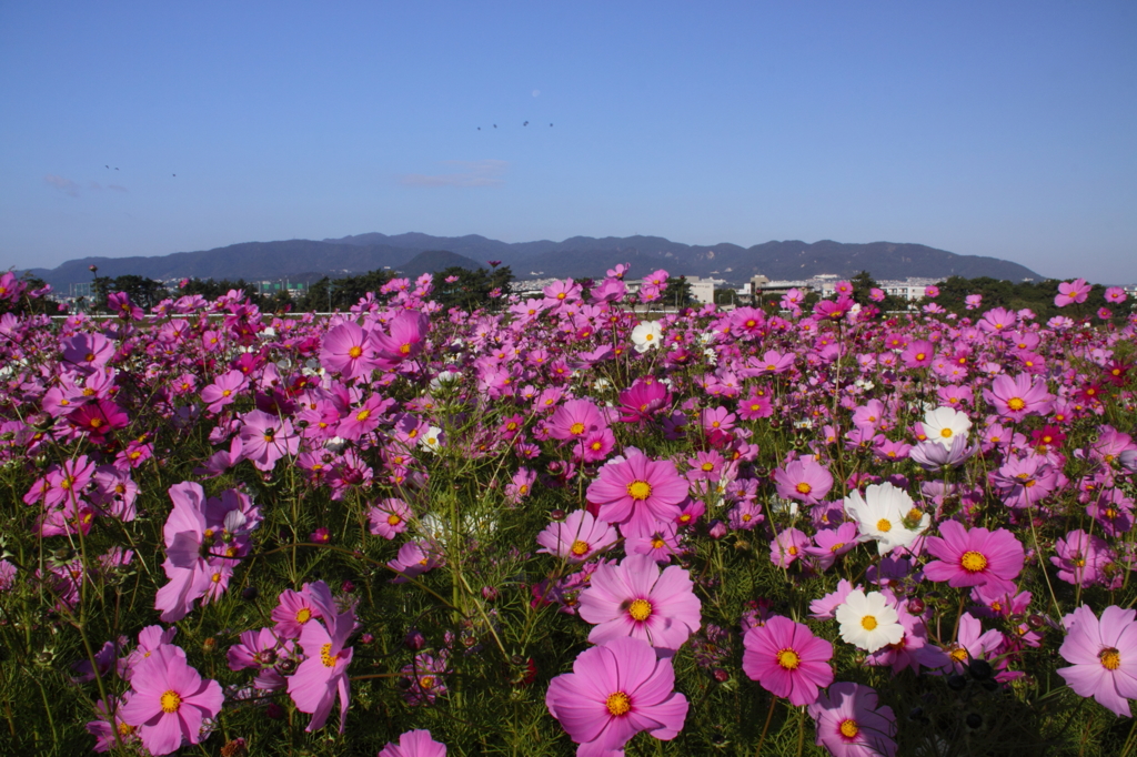 甲山バンザイ