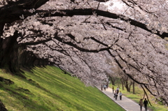 背割堤の桜並木