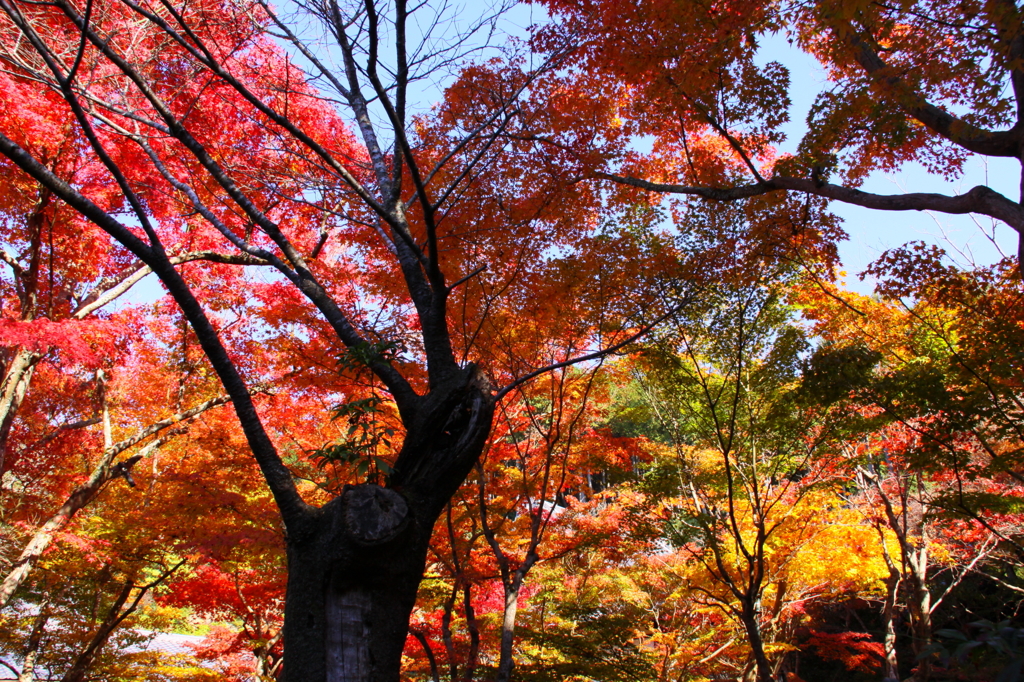 踊って紅葉