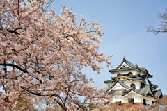 彦根城の春