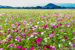 秋桜畝傍山借景