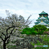 大阪城の桜