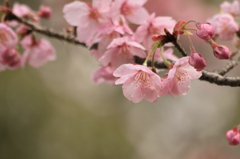 大阪城の陽光桜