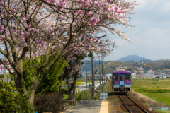 播磨横田の桜鉄道