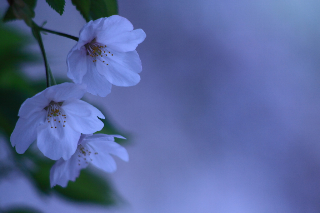 桜の花びらたち