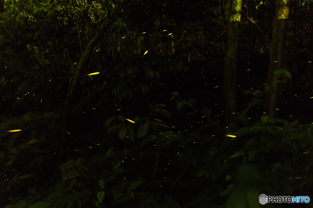 初ヒメボタル