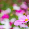夢色秋桜