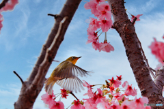 花蜜をもとめて