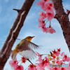 花蜜をもとめて