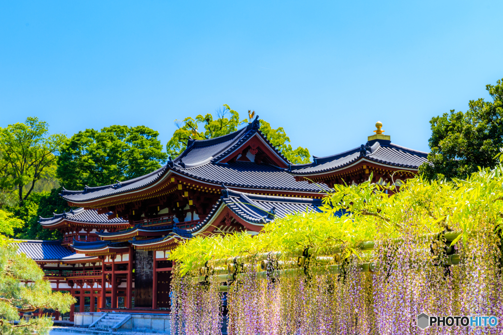 平等院の藤棚