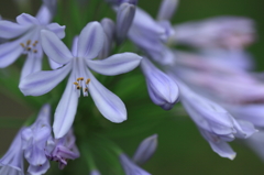 愛の花