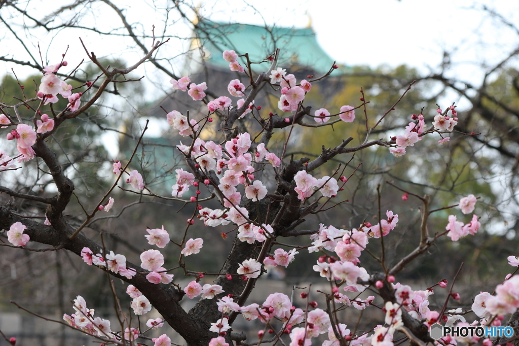 大阪城・春爛漫