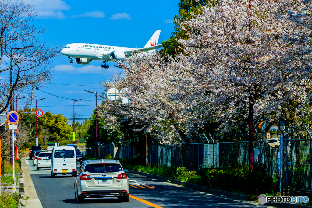 Re:ジャルはち✈桜街道