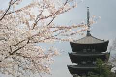 春の興福寺