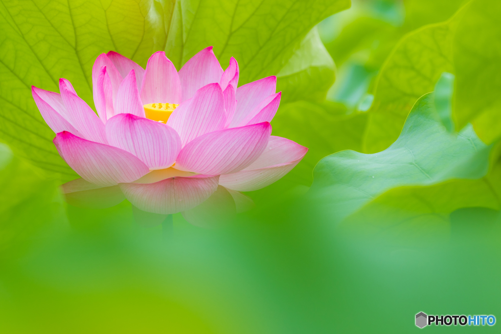 ２０１６年の蓮花