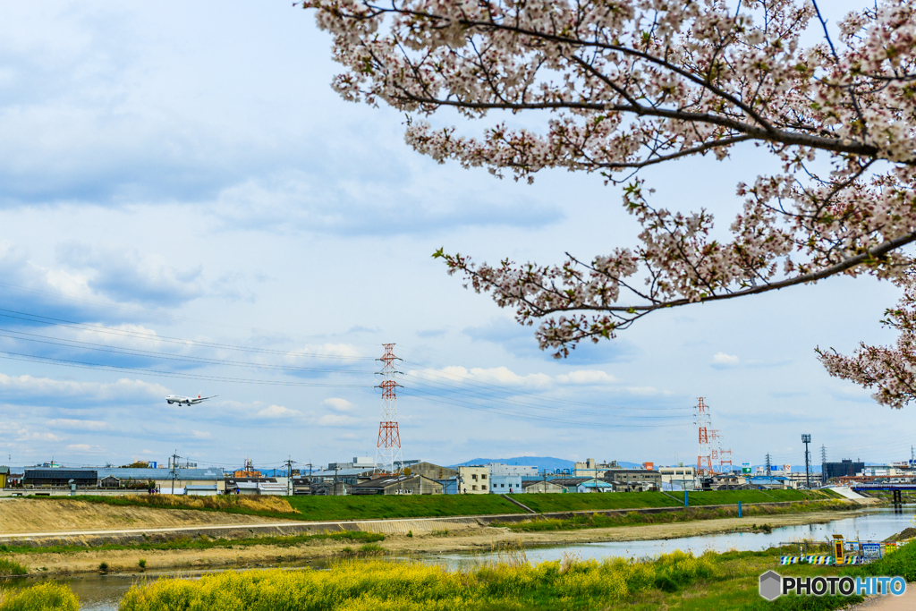 猪名川の桜景