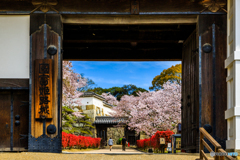 菱の門の桜景