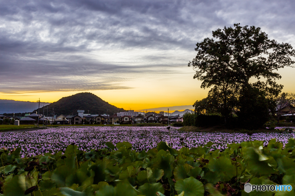 本薬師寺夕景