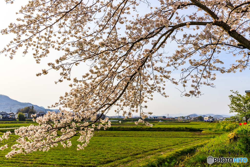 ミニチュアな桜日和