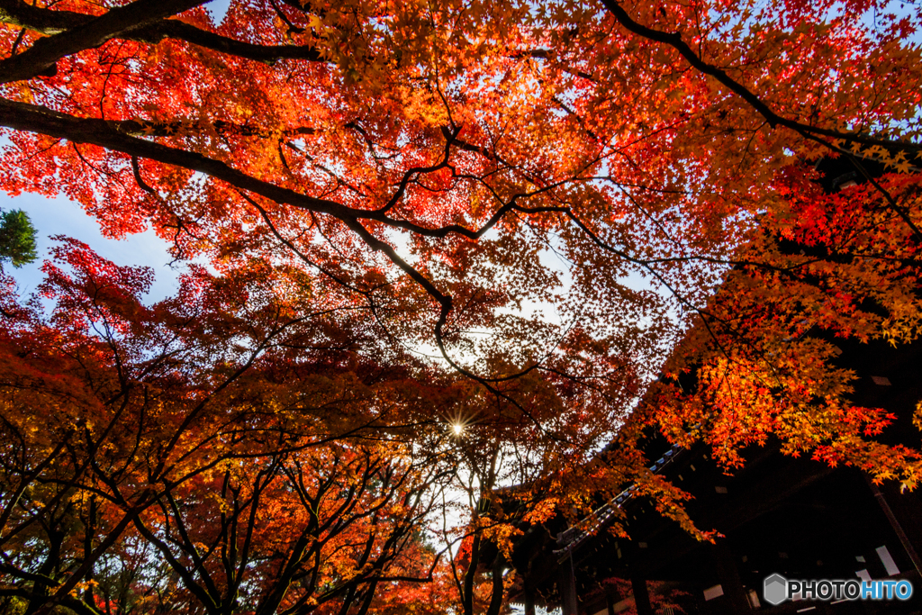 真如堂の紅葉